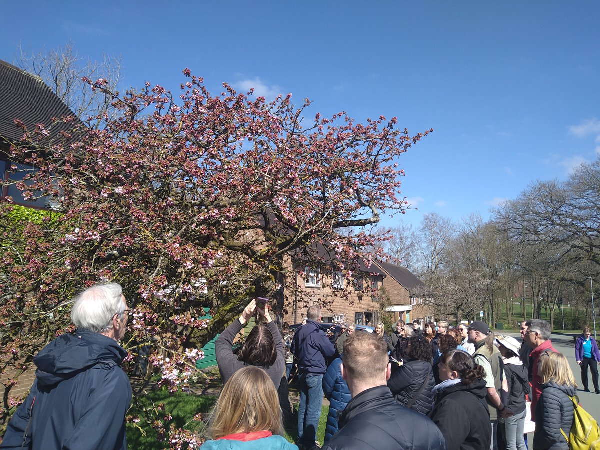 A lunchtime stroll to admire the stunning bloom of the cherry trees on campus! 🌸 Get a breath of fresh air, learn more about the campus, and connect with other wanderers. Friday 12 April, 1pm, meet outside Chancellors Building #KeeleCherries #Keele75 #KeeleArboretum #GreenKeele