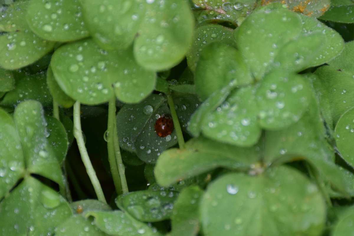 MyGarden_Uk's tweet photo. A Ladybird sheltering from the rain in the Oxalis.

@des_farrand @alisonbeach611
#Afternoon #EssentialInsects #Nature #RainyDays #Oxalis #Ladybird #Flowers https://t.co/4Ig8TD7B1T