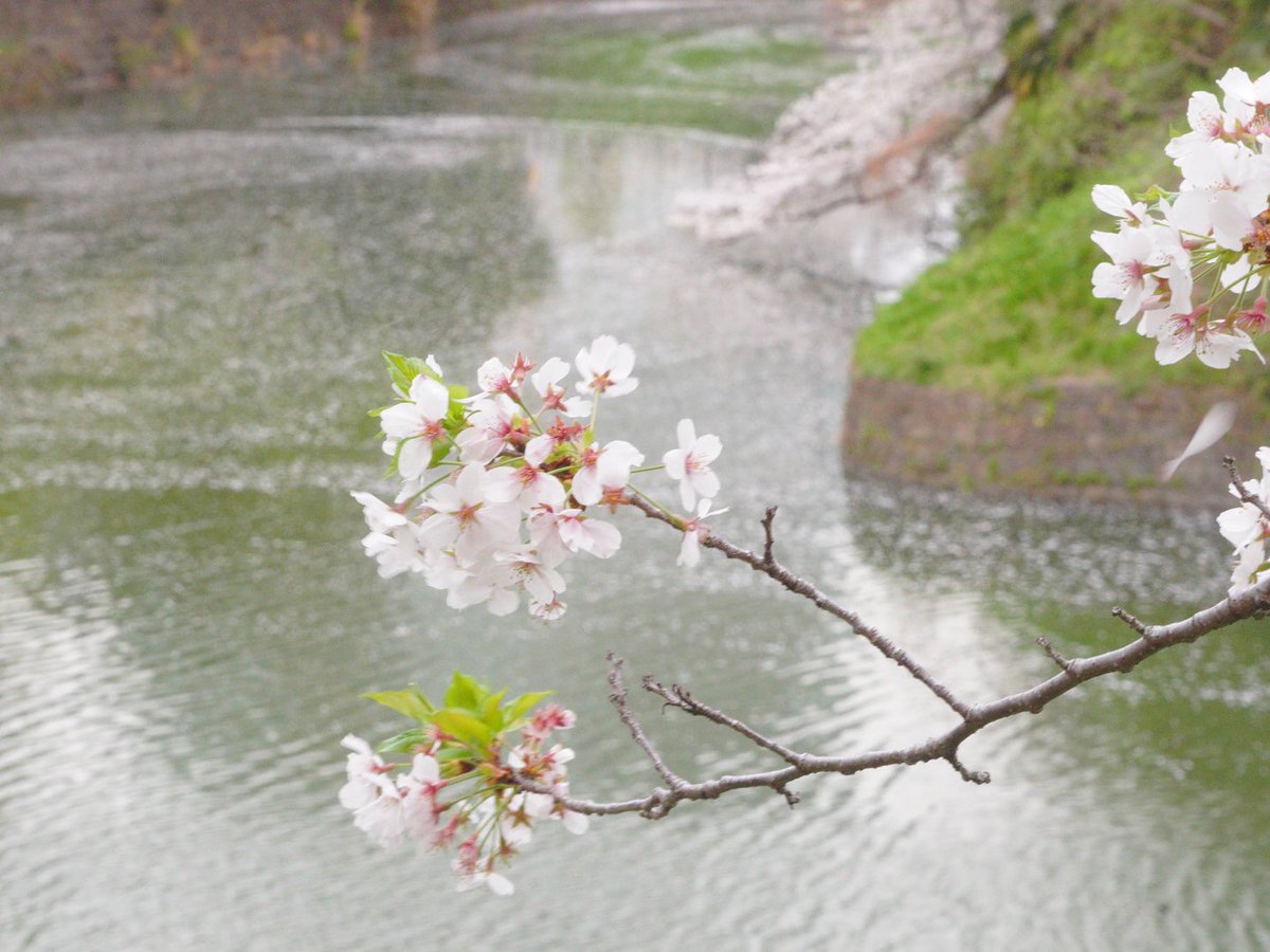 Ray_Ray178's tweet photo. 千鳥ヶ淵
2024年4月8日

SONY a7c
フィルター使用 https://t.co/3Pim5CjbY2