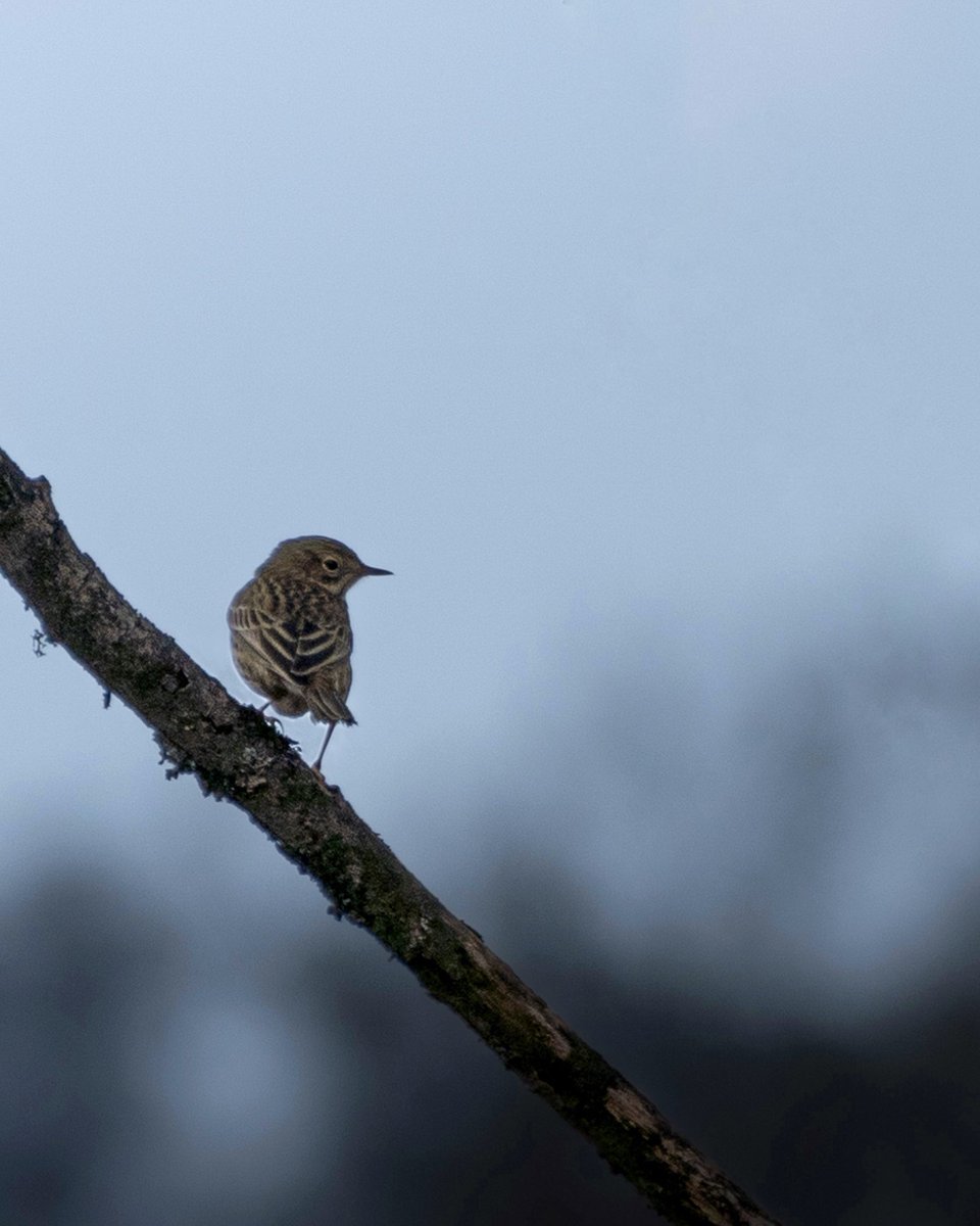 Meadow pipit during blue hour 💙 #wildlifelove #meadowpipit