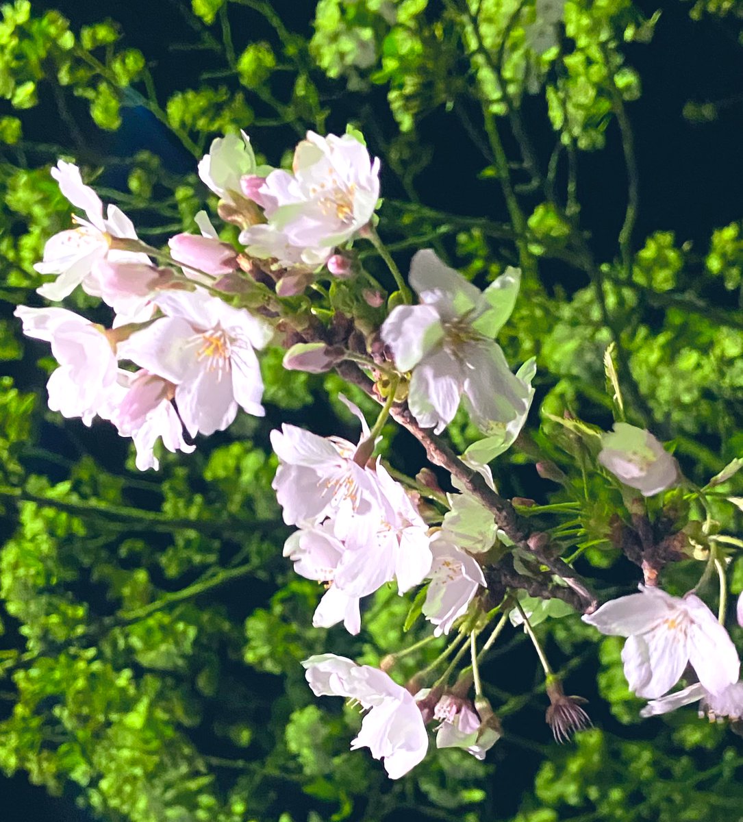 夜桜見に行けました😭