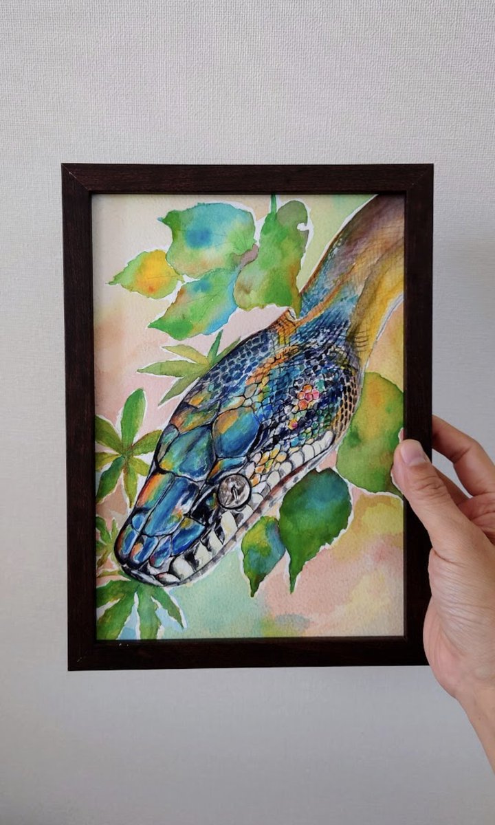 fourz1500's tweet image. 過去の絵
#アルバーティスパイソン
#シロクチニシキヘビ
#Whitelippedpython
#Leiopythonalbertisii
#爬虫類イラスト
#爬虫類好きな人と繋がりたい
#watercolor
#水彩画