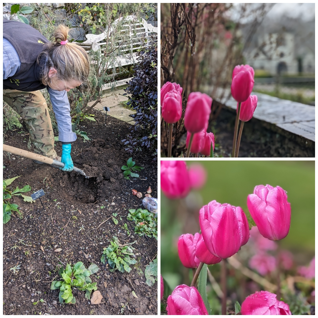 Back in November the team planted hundreds of tulip bulbs, including some in the pink and white garden on the terraces. Today, these flowers are bringing a pop of colour in both these areas and also around The Bath #Tulips @NTCymru_ #NationalTrust #BlossomWatch