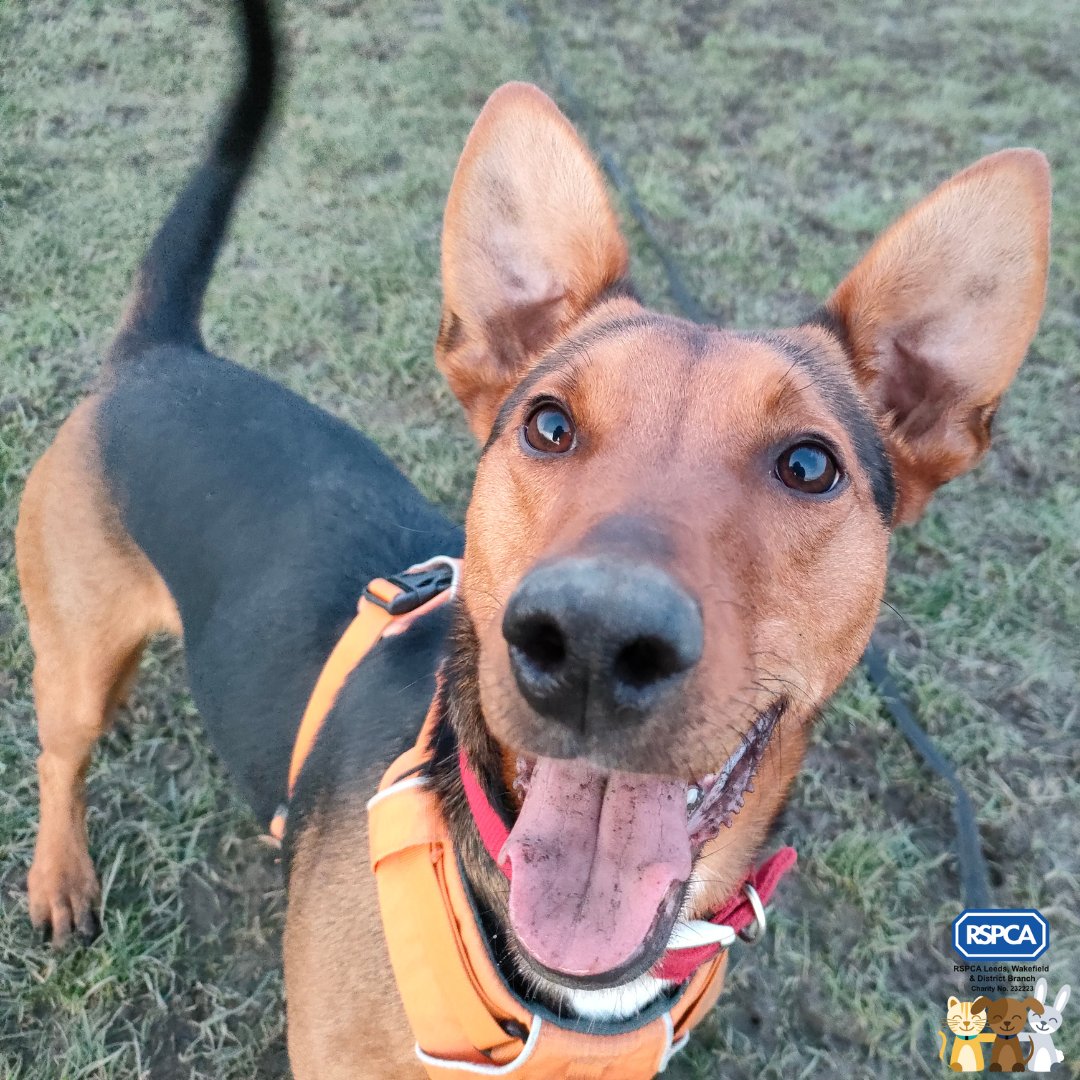 Happy #TongueOutTuesday from Harley! Harley is a happy and friendly 3 year old Portugese Podengo. She is a very active girl, so she's looking for a family who can take her on lots of adventures! To find out more about Harley, please click here: rspcaleedsandwakefield.org.uk/dogs/harley/