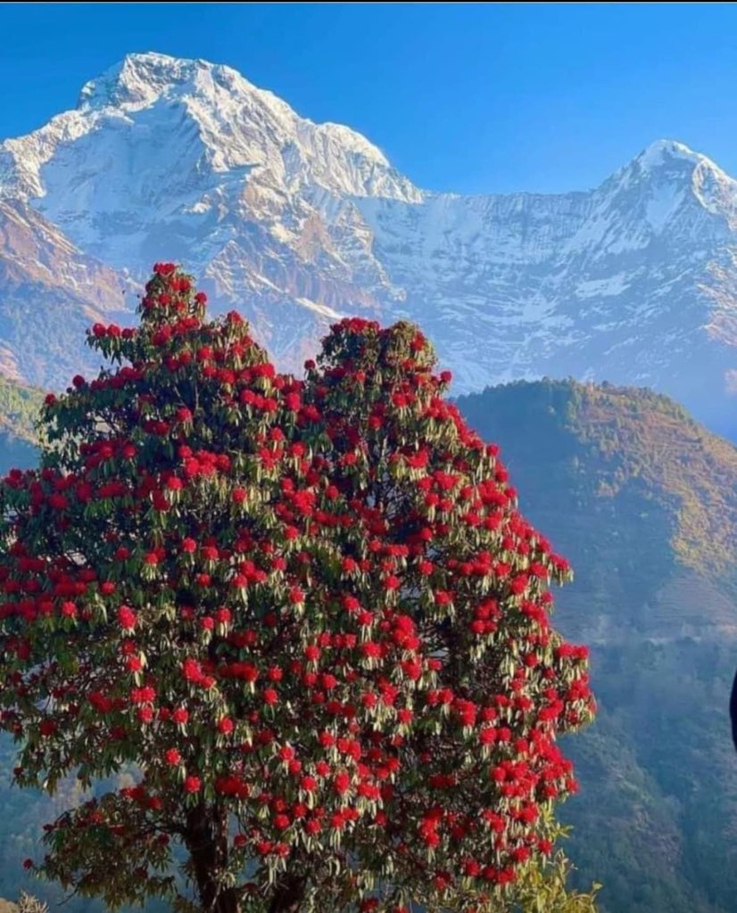 In hills once can’t miss the  rhododendron blooms at this time of year . Of all its species, only rhododendron arboreum is a tree rest are shrubs. Locally known as Buransh.

It’s state tree of Uttarakhand & state flower of Nagaland.  

Rhododendron flowers 🌺 juice/jam is made…