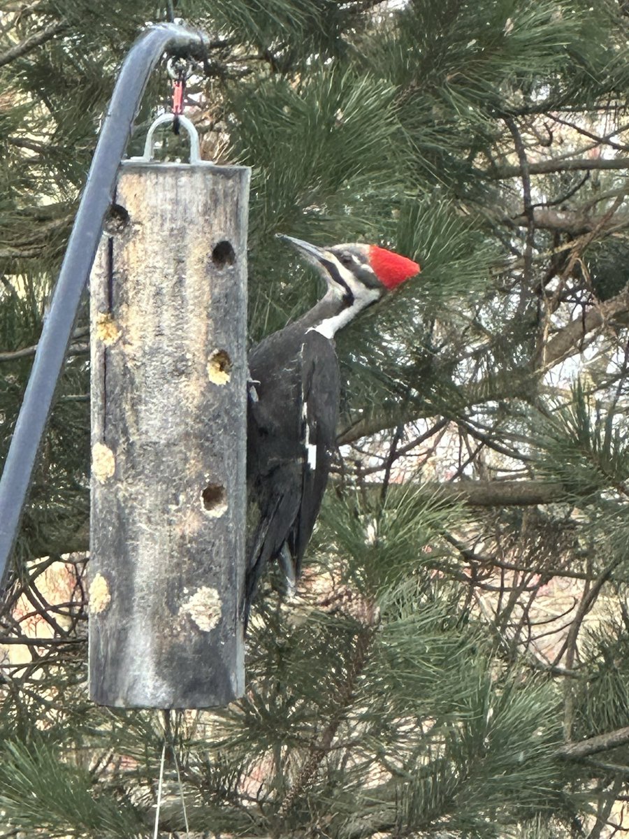 The top of the backyard bucket list achieved ❤️