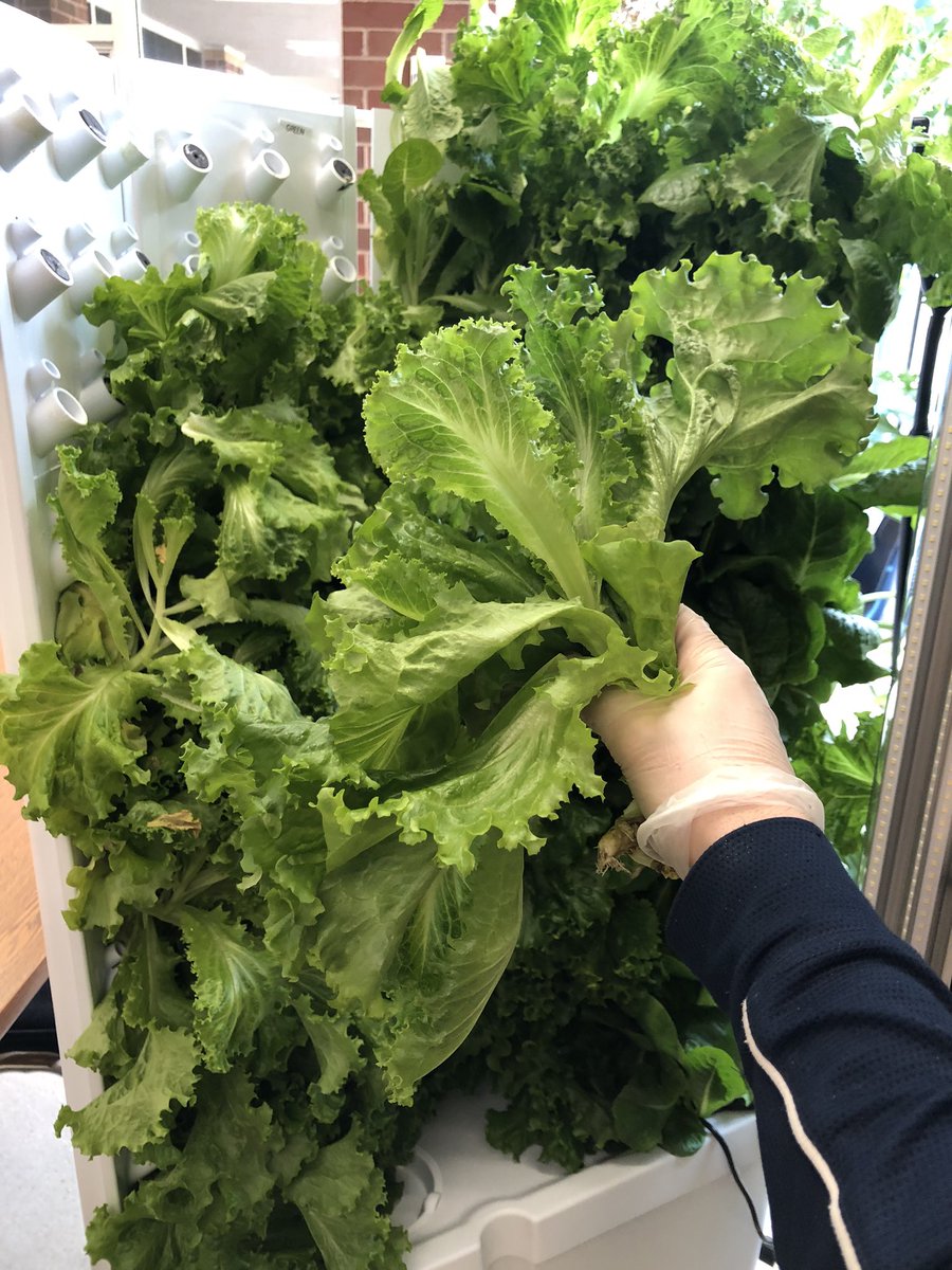 KenstonCafe's tweet photo. This beautiful scenery of lettuce was just waiting to be harvested! @KenstonKHS students got to enjoy plenty of salads with lettuce grown in house! 🥬💚⭐️@ForkFarms @anneforkfarms #BomberFuel https://t.co/IiQOfq1e1B