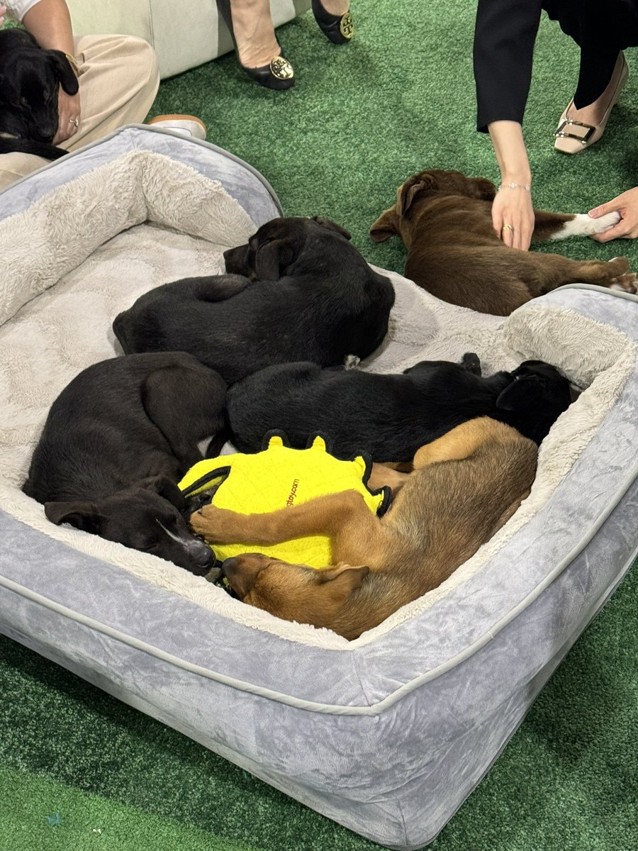 My spirit animals! Nothing like a deep sleep after a successful #ACC24 conference.