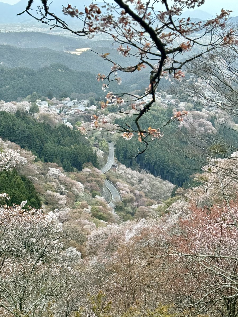 場所：3月9日奈良県吉野山 昨日の雨と風でほとんど散りました😭