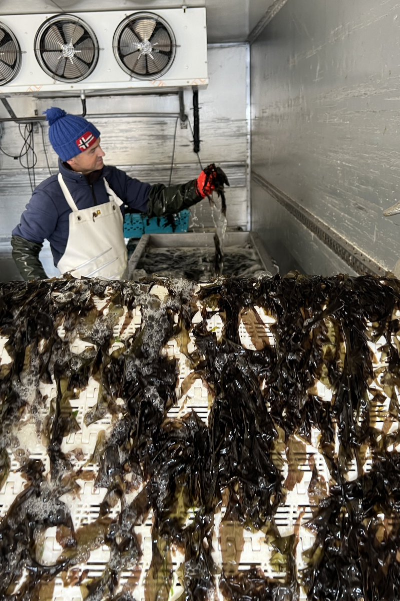 Weed Washing. 💦 🌱 
Selwyn’s Extraordinarily Tasty Fresh Laverbread.
#Laverbread #BaraLawr #WelshSeafood #BwydMôrCymru
#DimondyGorau #Swansea #Abertawe #Wales #Cymru 🏴󠁧󠁢󠁷󠁬󠁳󠁿