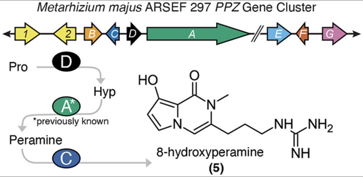 Two Iron(II), α-Ketoglutarate-Dependent #Enzymes Encoded by the PPZ Gene Cluster of Metarhizium majus Enable Production of 8-Hydroxyperamine by Kristina W. Rothchild, Mostafa Hagar, Daniel Berry, and Katherine S. Ryan at @UBCChem in @J_A_C_S pubs.acs.org/doi/10.1021/ja…