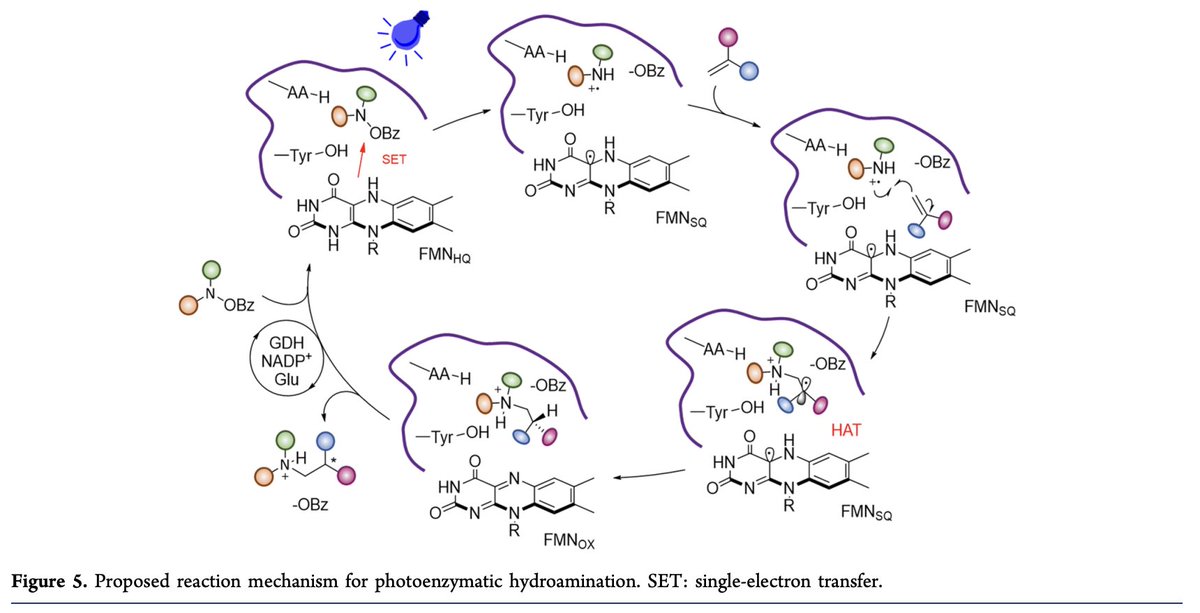 #Photoenzymatic Asymmetric Hydroamination for Chiral Alkyl Amine Synthesis by Wesley Harrison, Guangde Jiang, Zhengyi Zhang, Maolin Li, Haoyu Chen, and Huimin Zhao @HuiminZhaoLab at @ChemistryUIUC in @J_A_C_S pubs.acs.org/doi/10.1021/ja…