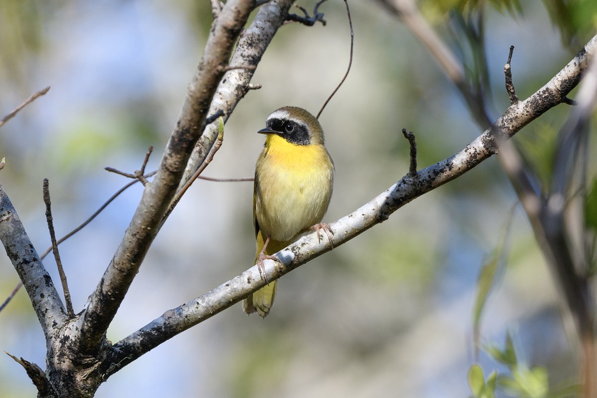 A Common Yellowthroat, just arrived from its wintering grounds in Central America in time for the summer aviation flu season. 

Great Dismal Swamp, Virginia, USA