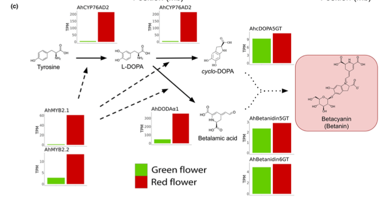 Markus Stetter (@mgstetter) on Twitter photo Now online in <a href="/NewPhyt/">New Phytologist</a> 'Isoform-resolved genome annotation enables mapping of tissue- specific betalain regulation in amaranth'. In the revision process we added metabolic data and functional validation of the new flower color regulator.
nph.onlinelibrary.wiley.com/share/QJIGGFGV… Now online in <a href="/NewPhyt/">New Phytologist</a> 'Isoform-resolved genome annotation enables mapping of tissue- specific betalain regulation in amaranth'. In the revision process we added metabolic data and functional validation of the new flower color regulator.
nph.onlinelibrary.wiley.com/share/QJIGGFGV…