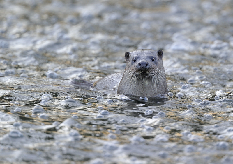 Eurasian Otter / Lutra lutra An iconic, semi-aquatic species that calls the #riverLugg home. We would love to hear about any sightings of Otter and other species you find interesting as part of the #WilderLugg project. Reach out to Dan, at dan@rwtwales.org 📸Andy Rouse 2011