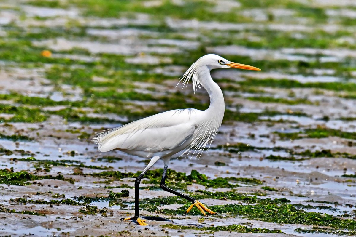 April 8th is the annual🤩 #International Day of Rare Animals🐾. Welcome to Xi'ao Island of Raoping, Chaozhou, to encounter yellow-billed egrets! (Photo: Zeng Zhuangming)