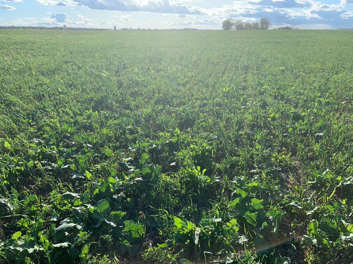 Here's a special profile on our TG Extend cover crop mixture, which we're particularly proud of. It provides strong high-quality silage, with additional regrowth for fall grazing. It also makes for a beautiful field.🌱
