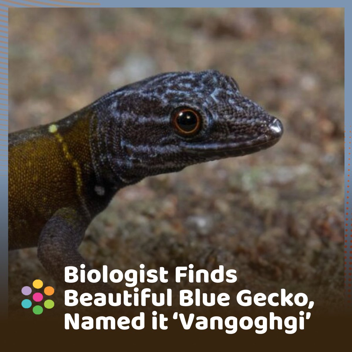 Biologist Finds Beautiful Blue #Gecko, Named the New Species ‘Vangoghgi’ #goodnews
