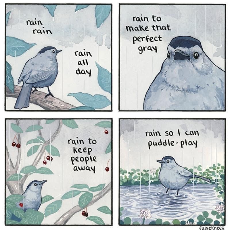 That's why we have had all that rain😂 🧑‍🎨Artist - False Knees #wildeastdevon #rainraingoaway #falseknees #artist #comic #birdhumour #wildlife #nature