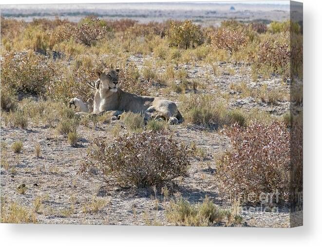 African female lions lying together buff.ly/4cPjjWo #finearts #WallArt #homedecor #art #AYearForArt #LoveArt #photography  buff.ly/3x5pkxY or By buff.ly/3i3uCm2 #africa #female #lions #together #relaxing #enjoying #sun #etosha