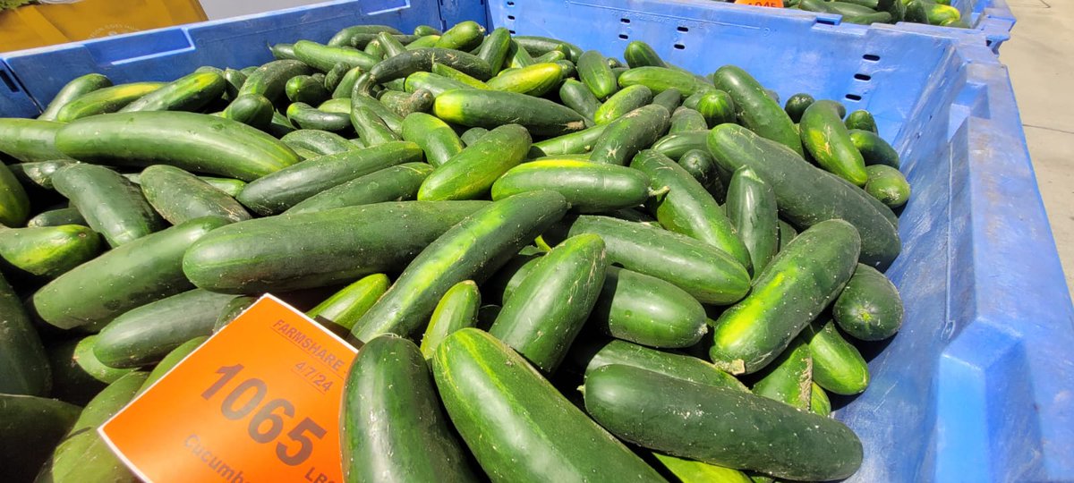 This past weekend Farm Share partnered with @crosministries and @bedners_farm to glean over 5,000 pounds of healthy, nutritious and fresh cucumbers🥒 Did you know that 1 in 6 adults experience food insecurity? Find a distribution or pantry near you farmshare.org/food-distribut…