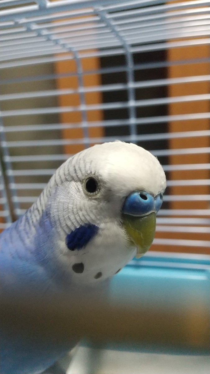 #大阪府 #八尾市 で #迷子セキセイインコ ちゃんが #保護 されました♪ヽ(´▽｀)/付近で逃がしてしまった方はおられませんか？うちの子だ‼️と思われる方は下記の保護主さんまでお知らせ下さい🙇‍♀️
#迷子鳥 #迷子インコ #保護セキセイインコ #保護鳥 #保護されています 👏