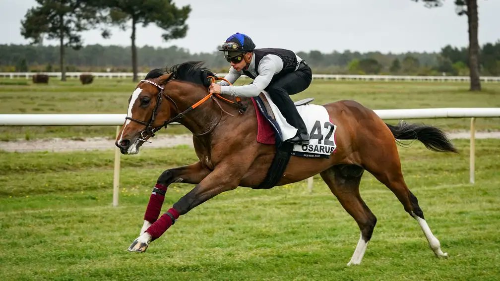 🇫🇷 Leading Irish exponents of the breeze-up art among consignors as sales circuit gets going in south west France Osarus preview live 👉 bit.ly/3Jc7gVx