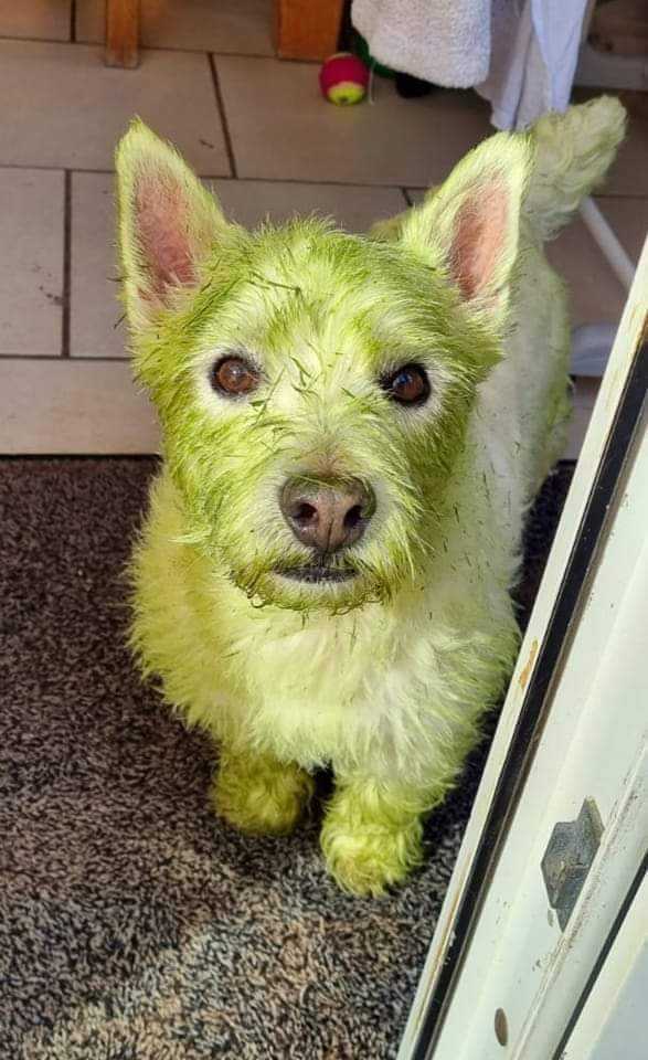 Pelouse tondue + pluie + chien =