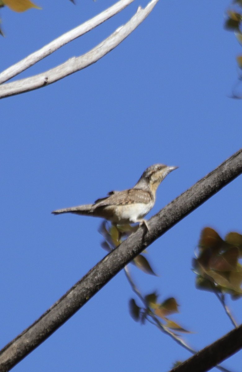 Have finally managed to see a Wryneck in the Alicante region. A first in Spain for me. Found a likely breeding pair. #birds #birdphotography