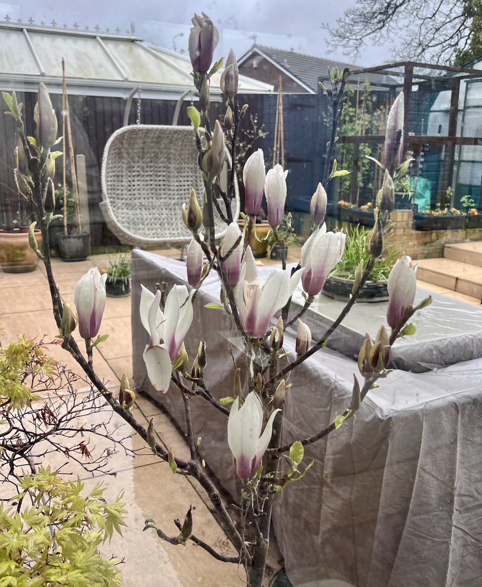cgs_clive's tweet photo. There was 1 #bloom on this #standard #magnolia last year. Its the first year its #flowered properly 🥰 https://t.co/eq1FRLGbbu