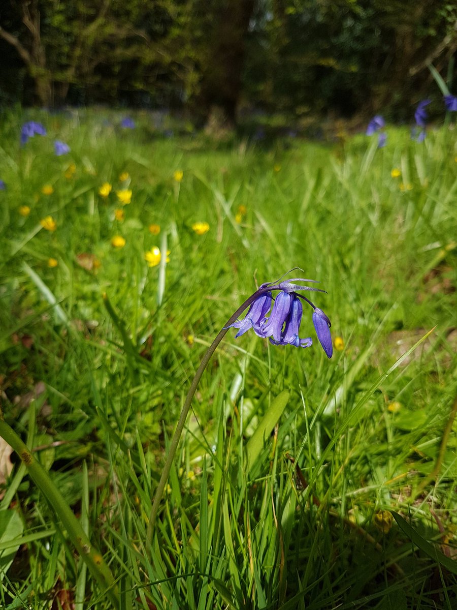 KShuttleworth18's tweet photo. Clear signs that spring is here at Fairthorne Manor! https://t.co/R28dwKwjcq