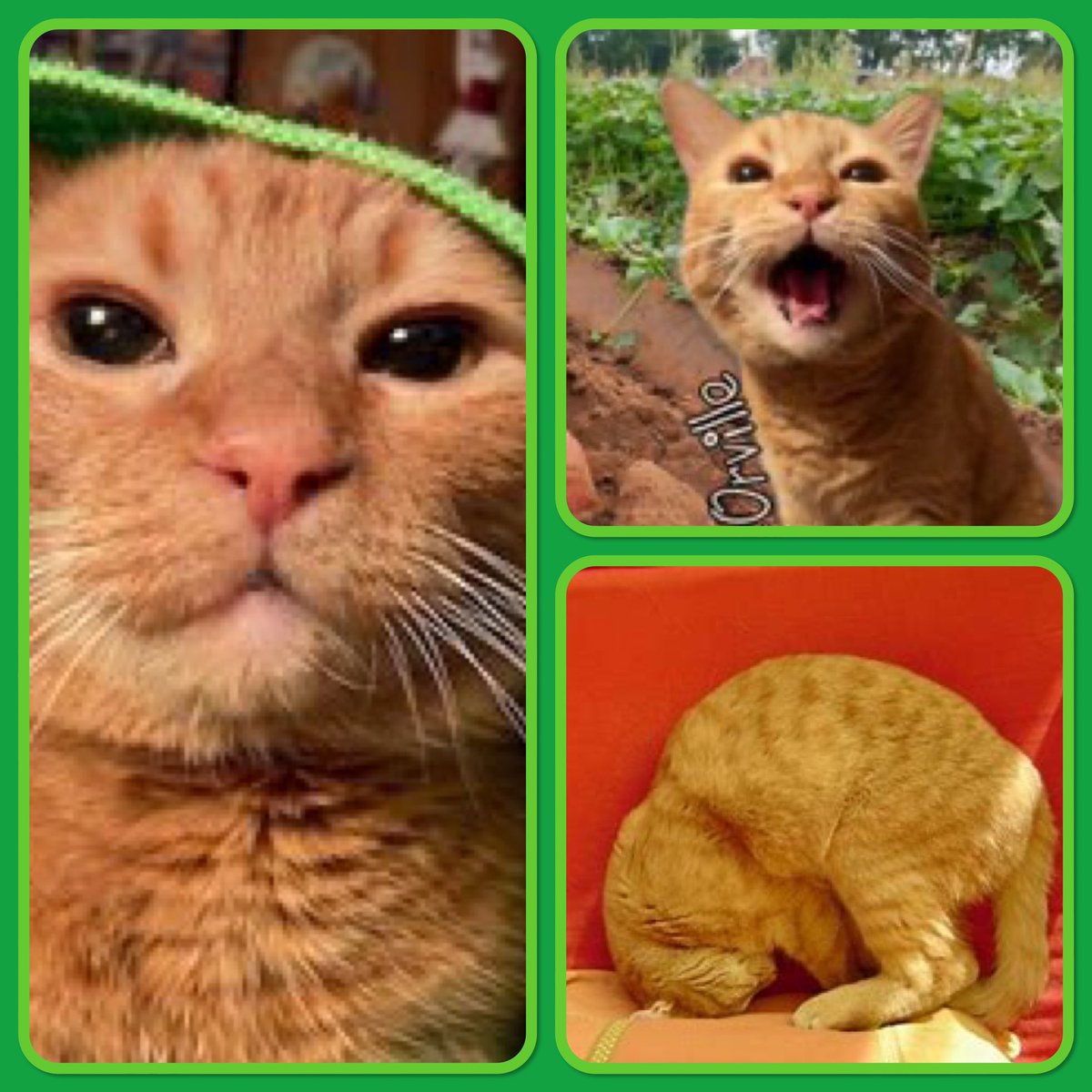 📢 Calling all #Hedgewatch -ers! Please welcome Odie <a href="/OdieOrville/">THE Odie Bob Orville 😺</a> to the team! 🌳🐾

Here we see Odie doing a Puss and Tabby shift at his home in Texas, USA.  🇺🇸