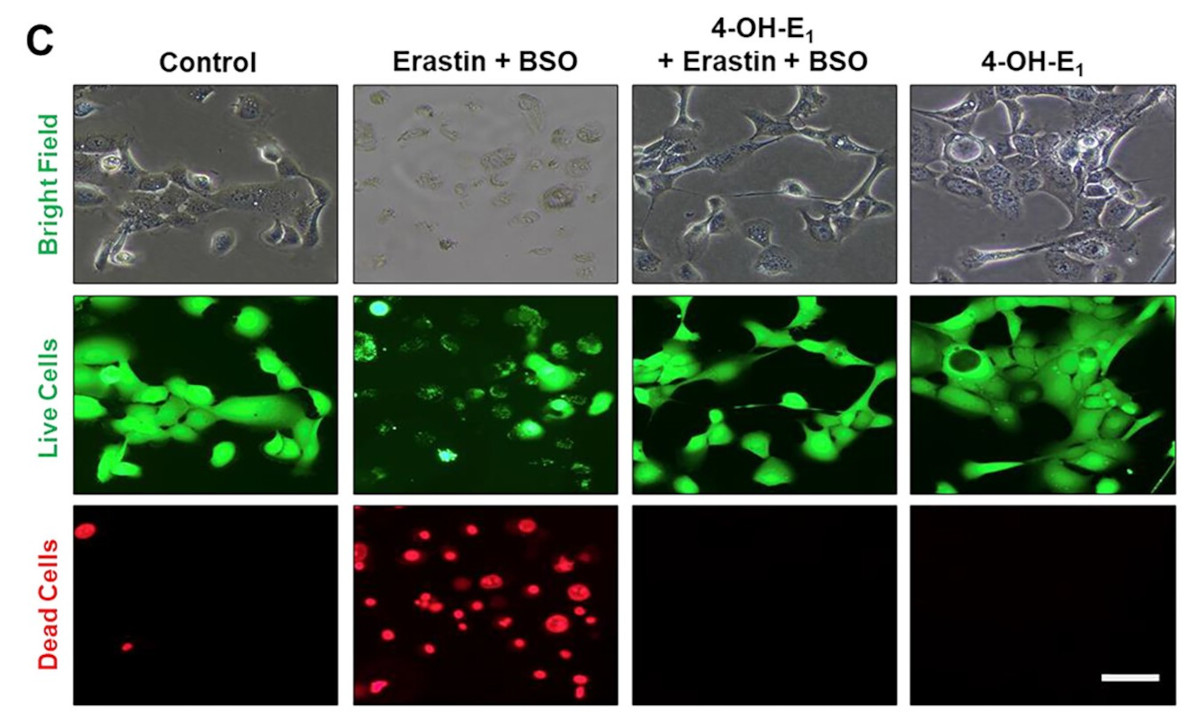 Cell death mechanisms: Zhu and colleagues @CUHKofficial show 4-hydroxyestrone protects against ferroptotic cell death and binds to protein disulfide isomerase, providing further support that PDI is a meaningful target to prevent ferroptosis. pubs.acs.org/doi/10.1021/ac… #cancer