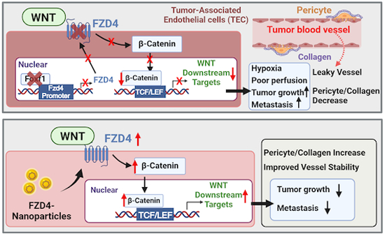 📢#FOXF1 promotes tumor vessel normalization and prevents #LungCancer progression through FZD4. By F. Bian, C. Goda, G. Wang, T. Kalin & colleagues @CincyChildrens @uarizona 🗞️doi.org/10.1038/s44321…