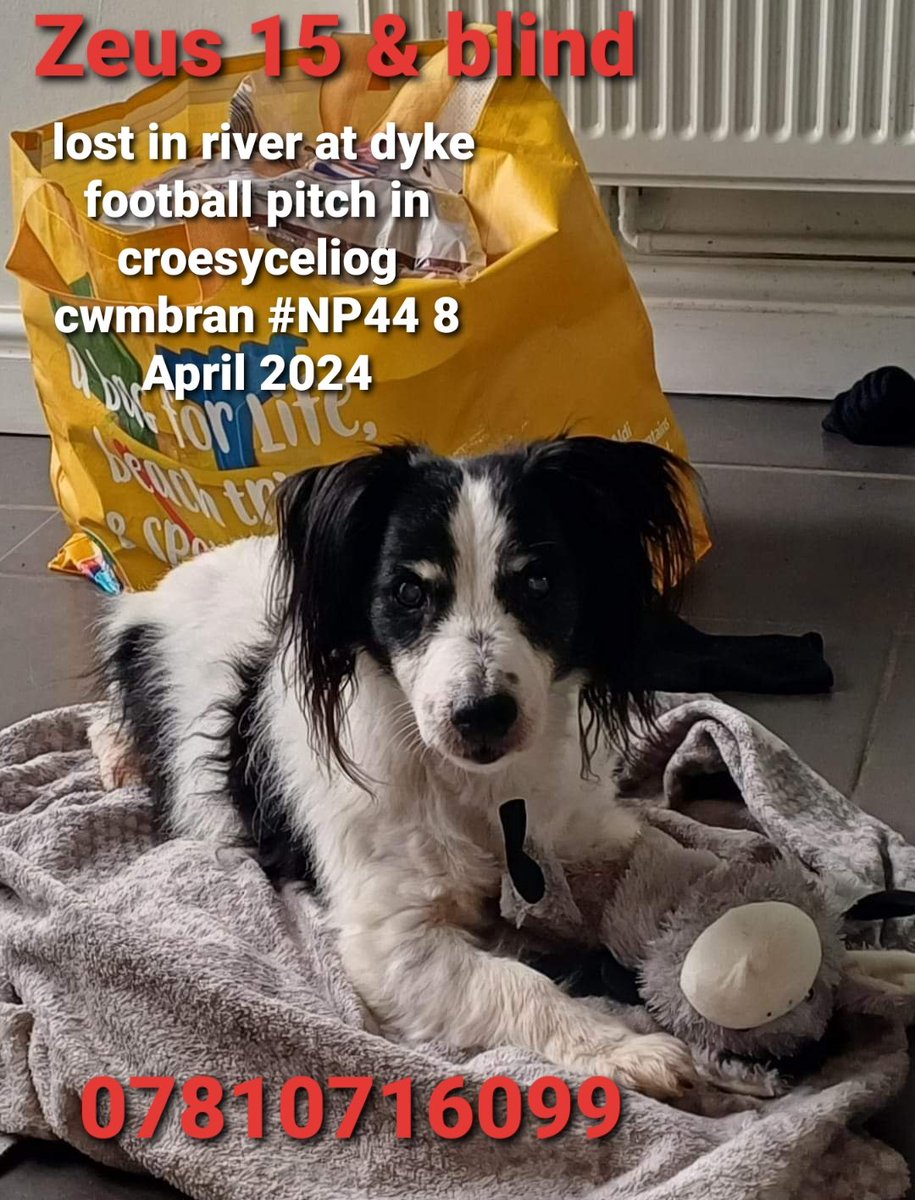 🐕💔 owner post - ZEUS My dog is missing, gone into river at dyke football pitch in #croesyceliog #cwmbran #NP44 2PY #wales around 2pm 8 April 2024, he's 15 years old & blind & I believe he's been carried away with the current £1,000 reward if found.
