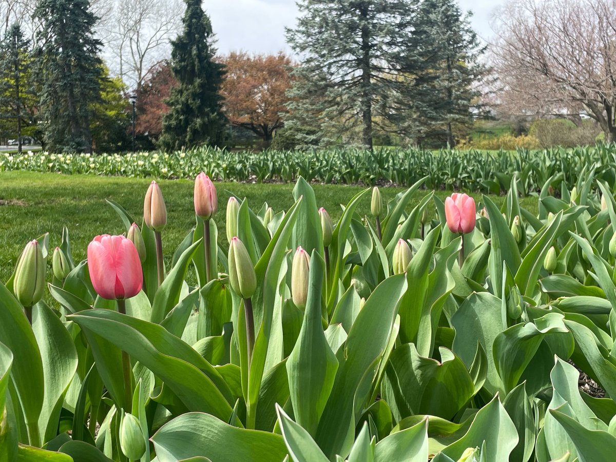 Tulip Watch 2024 has begun! Warmer temps over the past few days have brought about a sea of buds. When will those buds turn into blooms? We expect peak bloom to be in about a week, depending on the weather. (Photos taken 4/8/24) #HersheyPA #hersheygardens #tulips #tulipseason