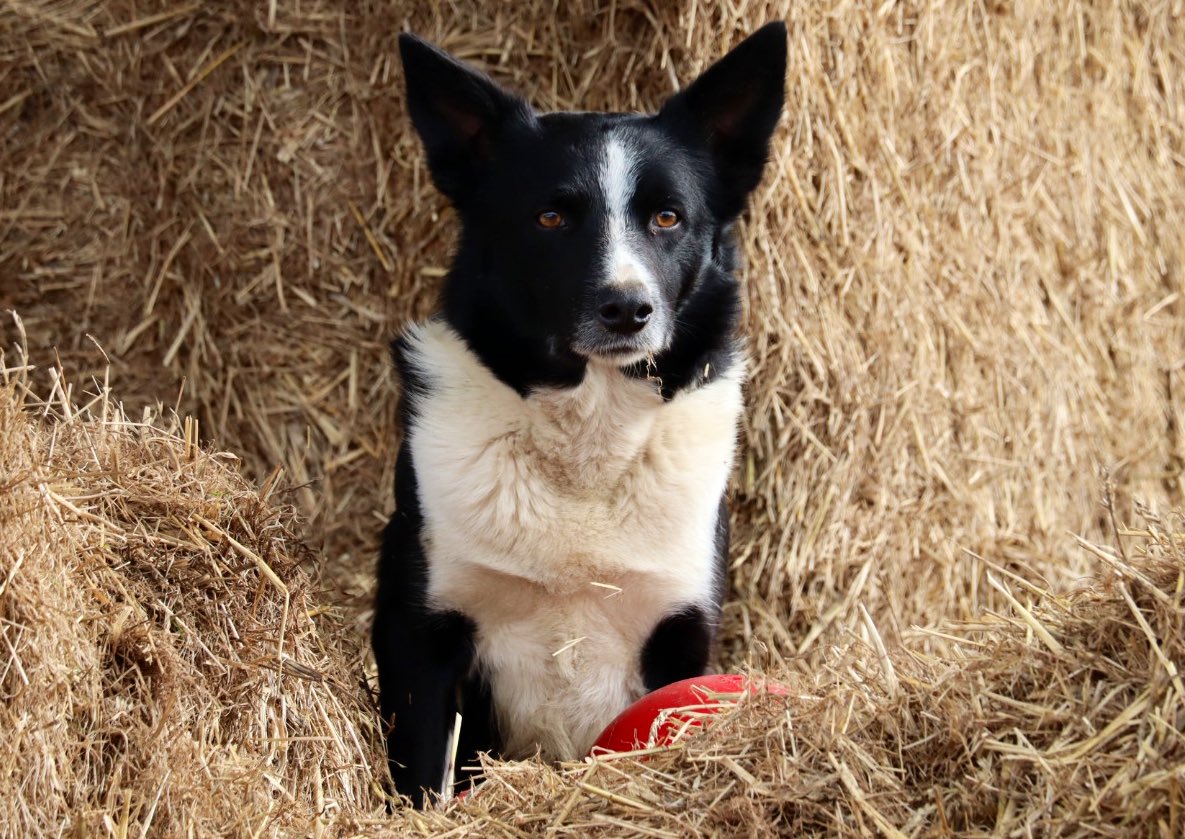 When you just can’t believe how many Spring babies there are at the farm, even though it doesn’t feel like Spring just yet. Don’t worry Oreo, you are still top dog. #caenhillcc #oreothedog #rescuedog #farmdog #farmlife