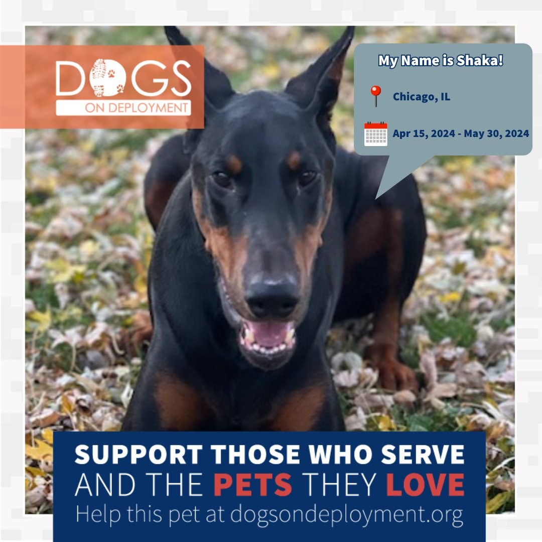 Dogs on Deployment tweet media