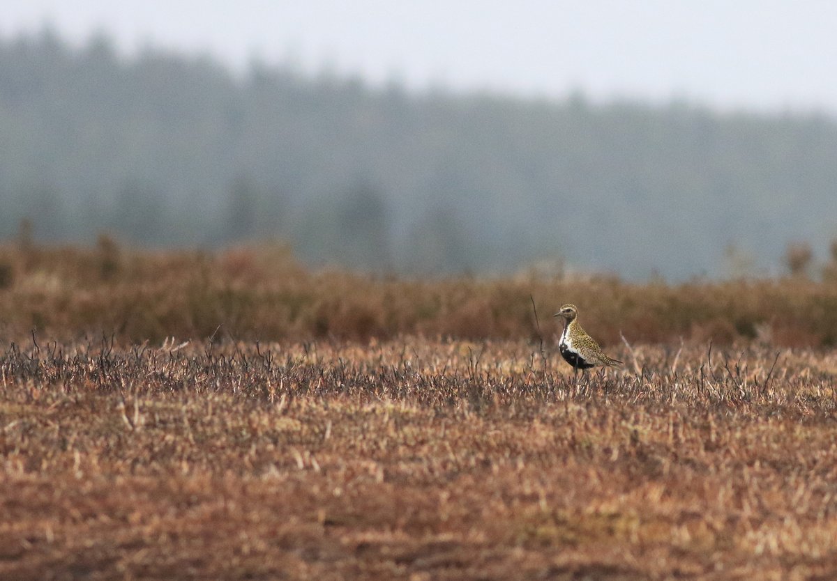 An entertaining day's wader surveying up on the NY Moors for <a href="/WoldEcology/">Wold Ecology</a> despite the storms - yet more Snipe (very noticeable this year), plenty of Golden Plovers and Curlews, and the closest views of Goshawk I've ever had in the UK...