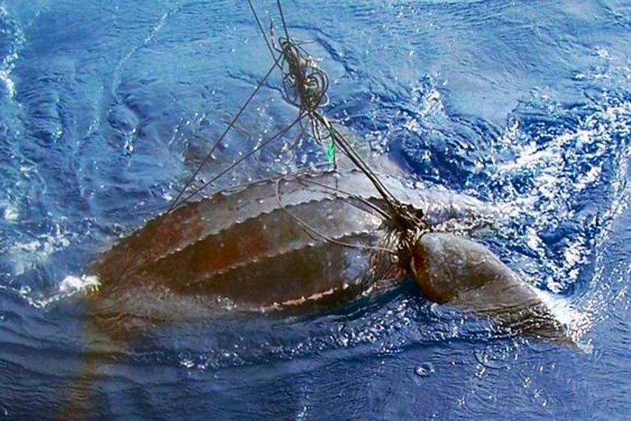 WetTribe's tweet photo. Leatherback sea turtles in the Pacific are on the verge of extinction due to California drift gillnets and longlines in Hawaii - they are drowning in alarming numbers in industrial fishing gear. #WetTribe #TidetotheOcean #TurtleTuesday #Leatherbacks #GhostGear https://t.co/jsawU6zLJr