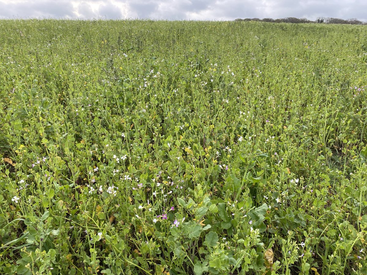 AB16 Bumblebird CSS option starting to take off. Providing early season flowers for pollinators & smothering out any rogue Blackgrass plants. Part of our 9 crop rotation ⁦@NFFNUK⁩ ⁦@KentWildlife⁩