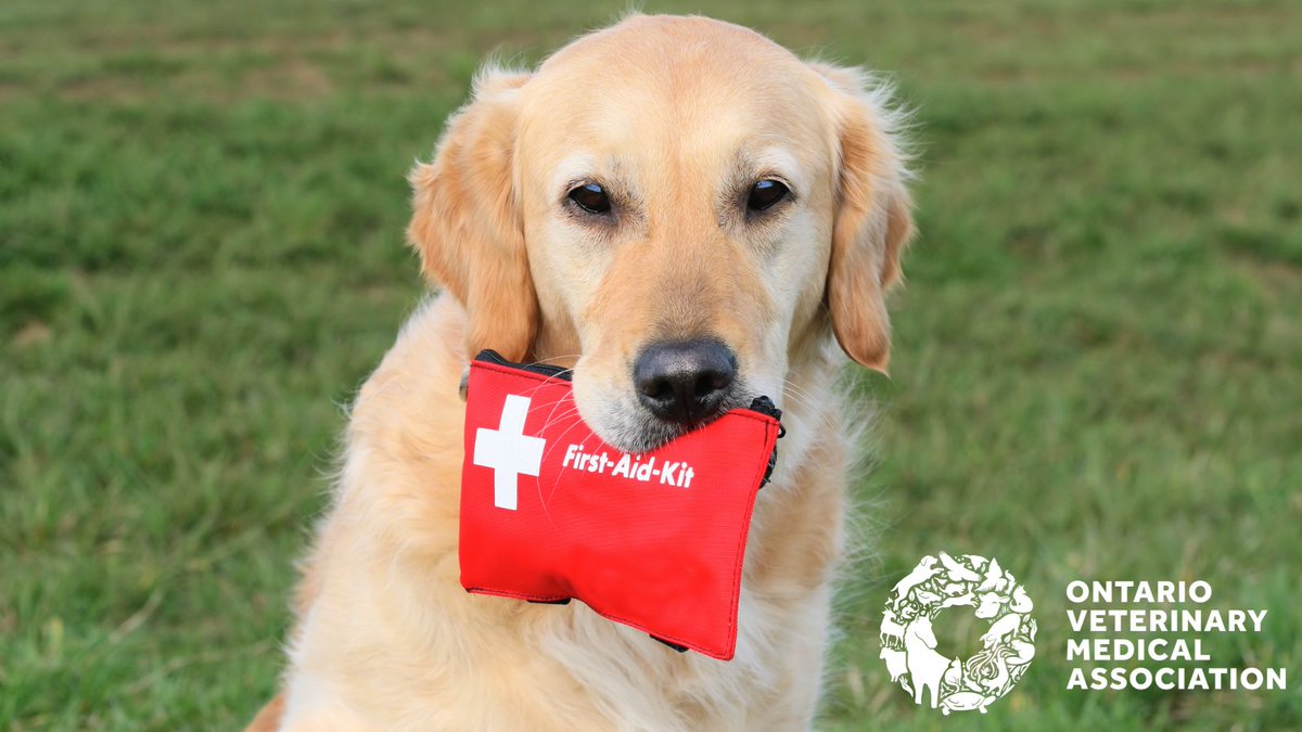Accidents happen! This #NationalPetFirstAidAwarenessMonth, ensure you have a pet first aid kit on hand in case your pet ever sustains a minor injury, such as a cut or abrasion. Be sure to consult your veterinarian if your pet suffers any kind of accident or injury.