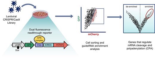 Identifying human pre-mRNA cleavage and polyadenylation factors by genome-wide CRISPR screens using a dual fluorescence readthrough reporter doi.org/10.1093/nar/gk…