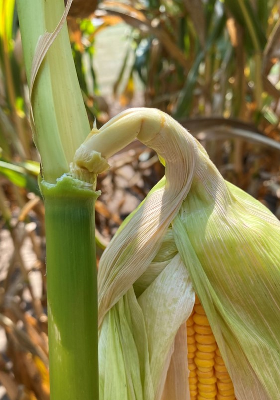 markjeschke's tweet image. Ear Declination Prior to Corn Maturity is something we saw a lot in fall of 2023. Obviously not a good sign, but what does it mean for corn maturity and dry down? I dig into this question on Page 44 of the Pioneer Agronomy Book. corteva.showpad.com/share/SG6K2TBG…