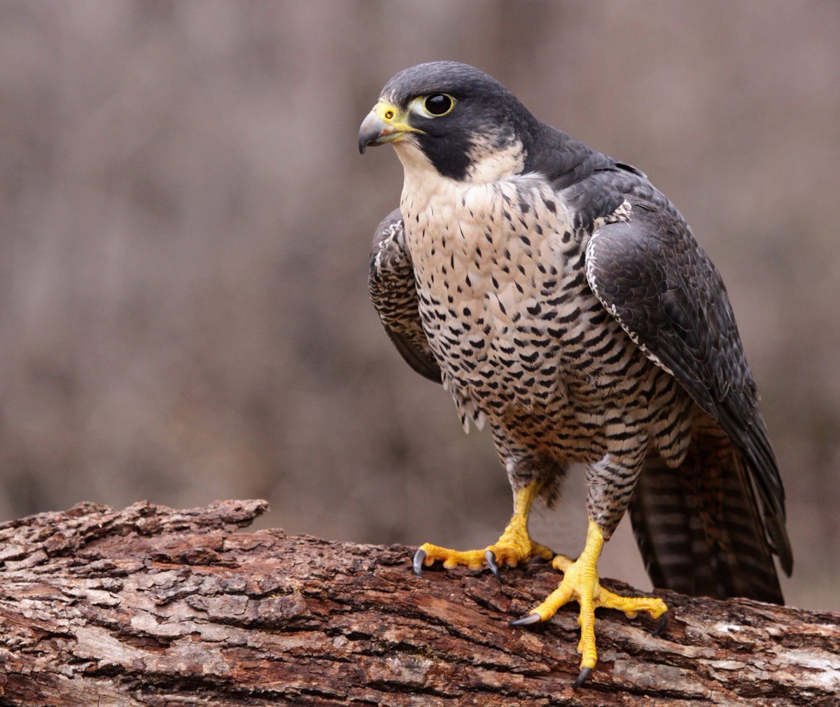 Peregrine falcons suffer long-term harm from flame retardants: A new study has revealed that peregrine falcons across North America are burdened with a legacy of pollution from flame retardants earth.com/news/peregrine… #EarthDotCom #EarthSnap #Earth