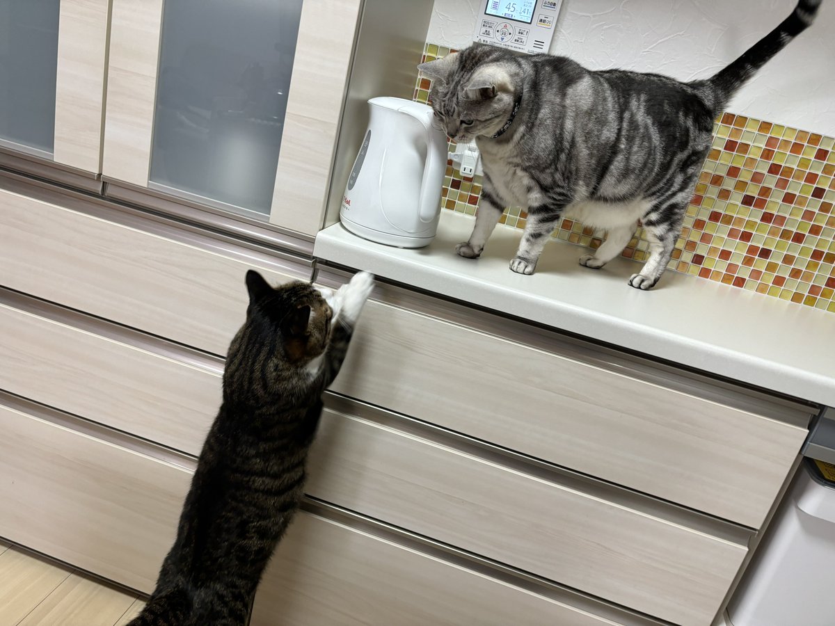 高いところに乗せられたたぬたぬ