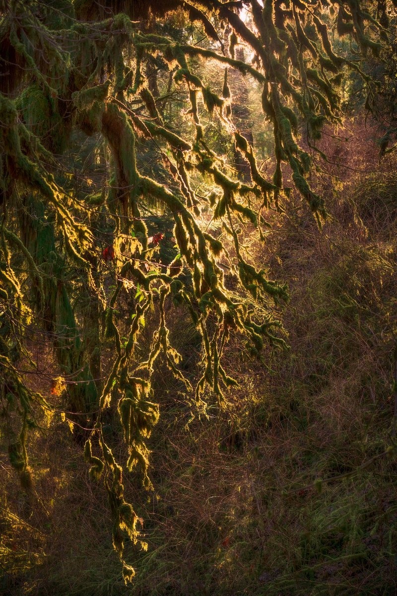 Good morning! I took this image back in winter of this year, in the moss covered old growth of the Oregon coastal range 🌲 The light illuminated this particular branch causing the moss to glow up above.