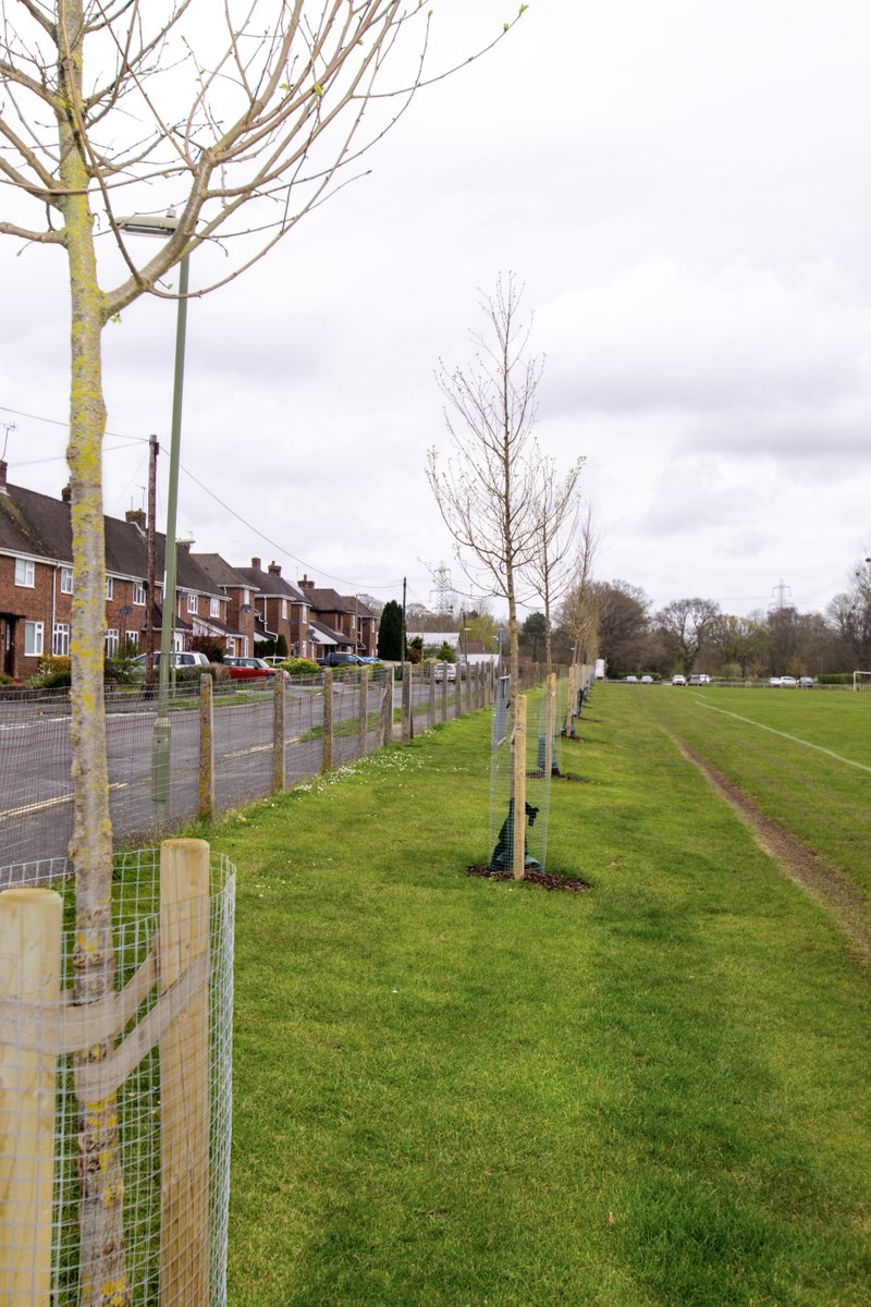 🌳 Nearly 500 trees of 14 different varieties have been planted across the Borough as part of Plant Eastleigh 🦋 They include over 100 disease-resistant Elms which provide a habitat for the White-Letter Hairstreak butterfly Read more: eastleigh.gov.uk/latest-news/hu… @savebutterflies