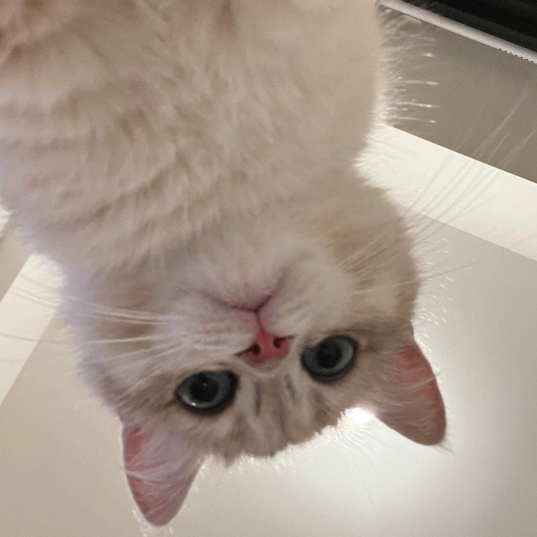 When you accidentally open your front camera. 🫣

#adorablecats #catpics #kittens #kittenlove #kitty #cats #catlife #meow #catlove #catloversclub #cutecats #gatos #animals #CatsofTwitter #Caturday #Purrtacular