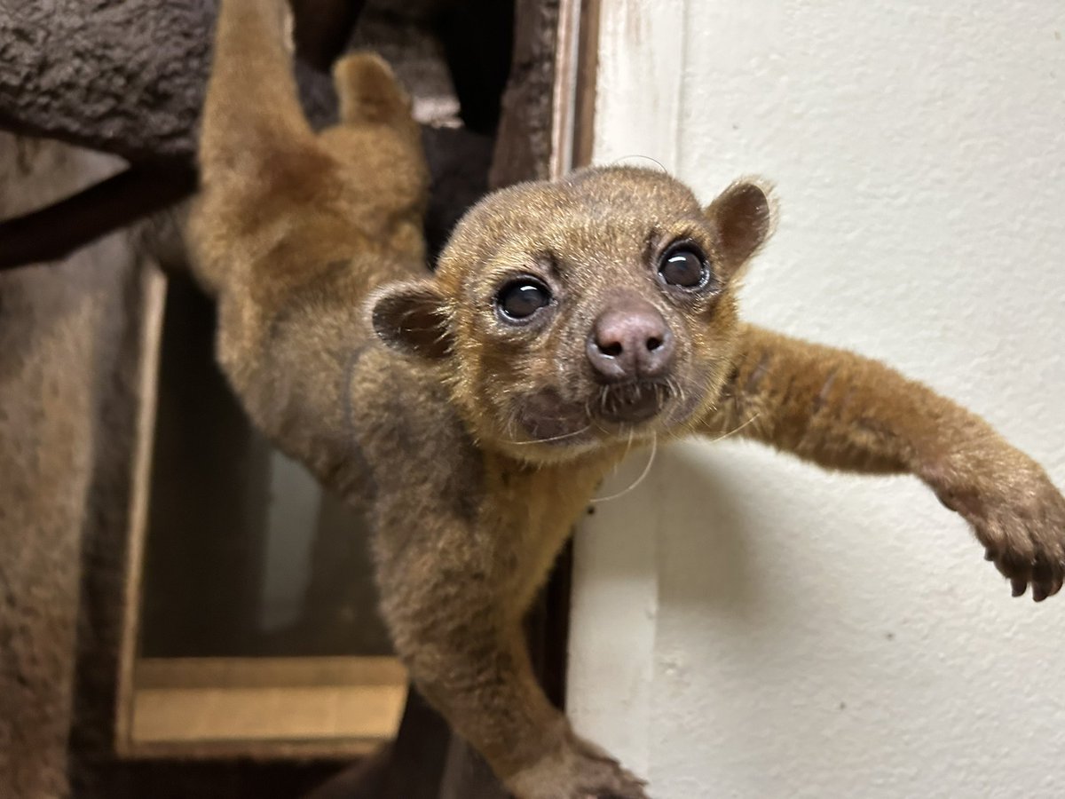 Good morning! Do you have any snacks? 🤗 James the Kinkajou checking Keeper Doug at the door for treats #snacksecurity (Photo credit: Keeper Doug)